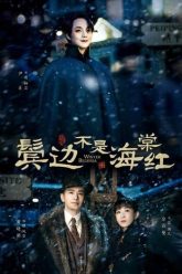 Bên Tóc Mai Không Phải Hải Đường Hồng -Winter Begonia 2020