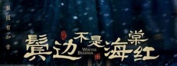 Bên Tóc Mai Không Phải Hải Đường Hồng -Winter Begonia 2020